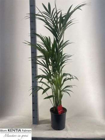 HOWEA FORSTERIANA