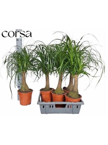 NOLINA (BEAUCARNEA)