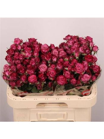 R TR PURPLE QUEEN 60CM