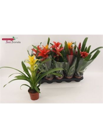 BROMELIA GEM