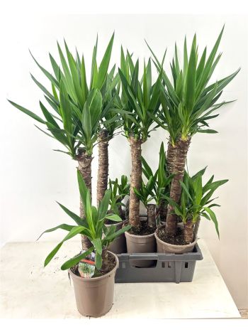 YUCCA 2 TÖRZSES
