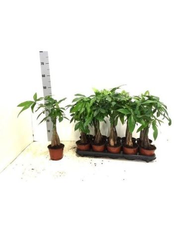 PACHIRA AQUATICA