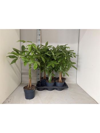 PACHIRA AQUATICA