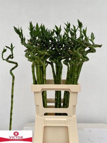 DRAC S LUCKY BAMBOO