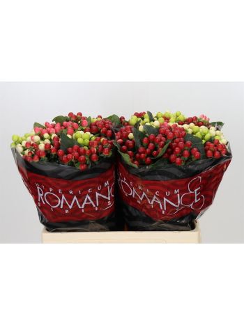HYP RA ROMAN GEM FST 60CM