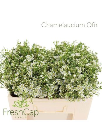 CHAME UN OFIR 55CM