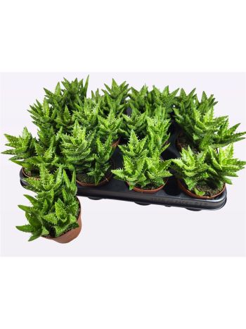 ALOE SQUAROSA