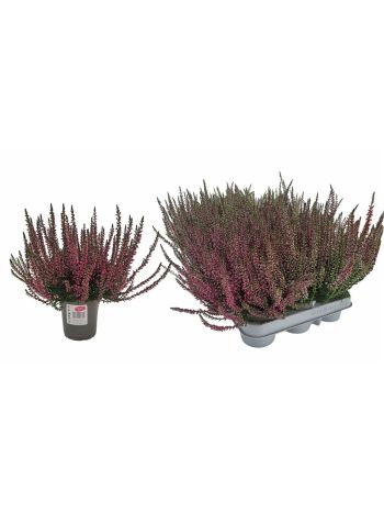 CALLU GA G PINK