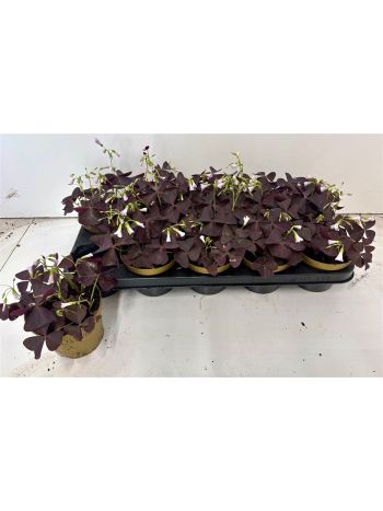 OXALIS TRIANGULARIS