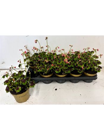 OXALIS DEPPEI