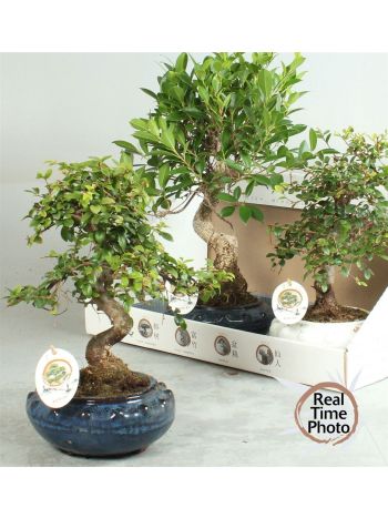 BONSAI GEM