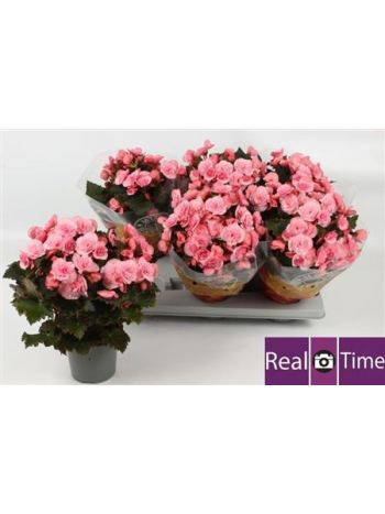 BEG DU MO 2 JOY PINK