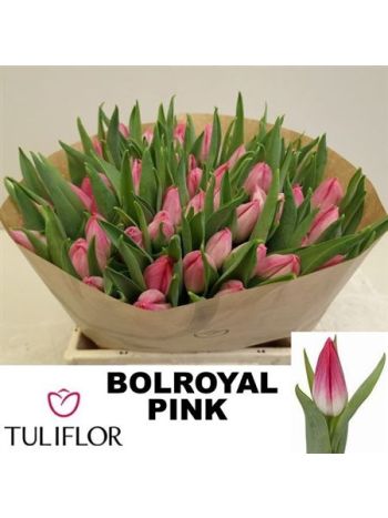 TU EN BOLROYAL PINK