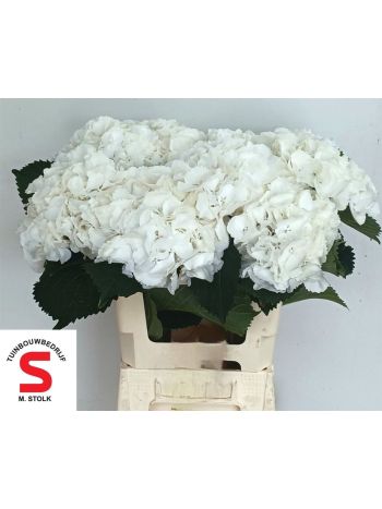 HYDR M SCHNEEBALL 60CM