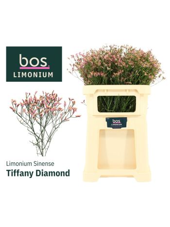 LIM SIN TIFFANY DIAM 75CM