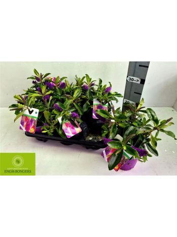 HEBE AKIR L PUR KIWI