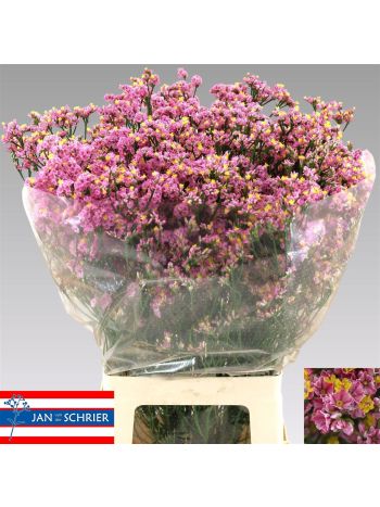 LIM SIN BLUSH DIA 65CM