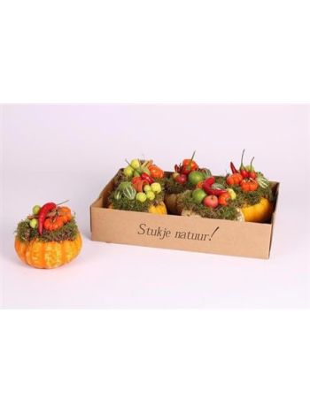 CUCURBITA EXTRA