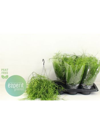 RHIPSALIS BA OASIS AKASZTÓS