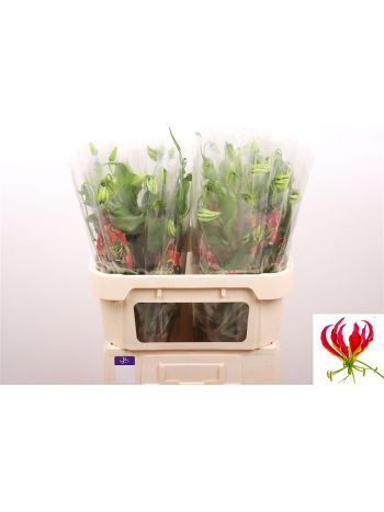 GLORIOSA S FIFT SHAD