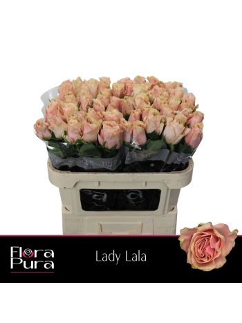 R GR LADY LALA 70CM