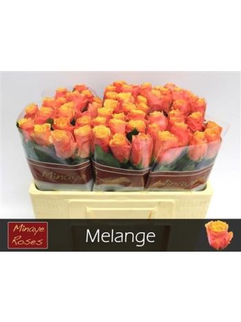 R GR5 MELANGE
