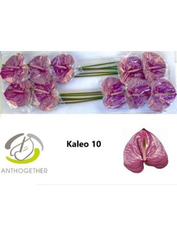 ANTH A KALEO *10