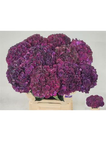 HYDR M MAG DARK RUBY 60CM
