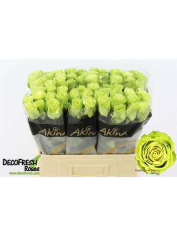 R GR GREEN GENERATIO 60CM
