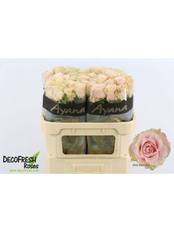 R GR PINK MONDIAL 70CM