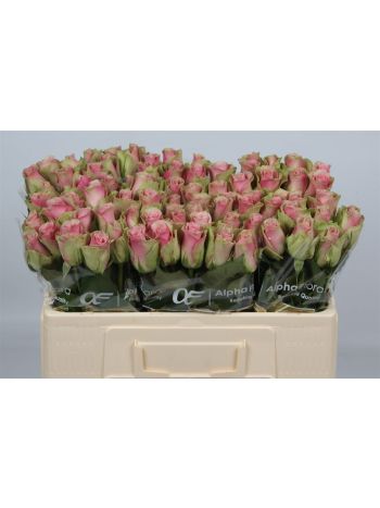 R GR5 BELLE ROSE