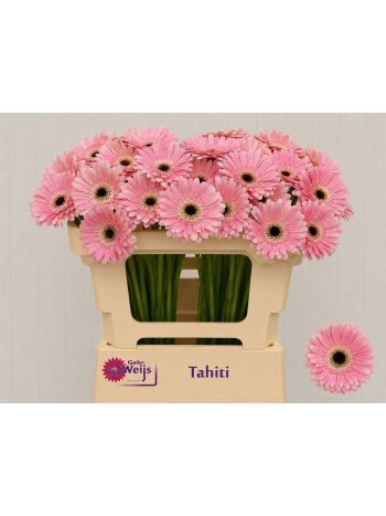 GE MI TAHITI