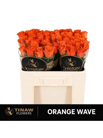 R GR5 ORANGE WAVE