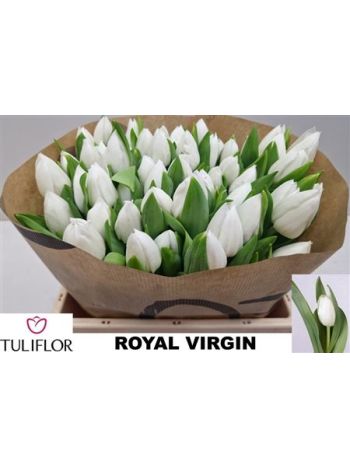 TU EN ROYAL VIRGIN