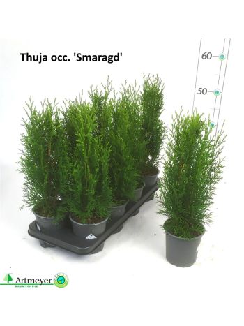 THUJA O SMARAGD