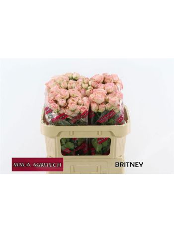R TR BRITNEY 70CM