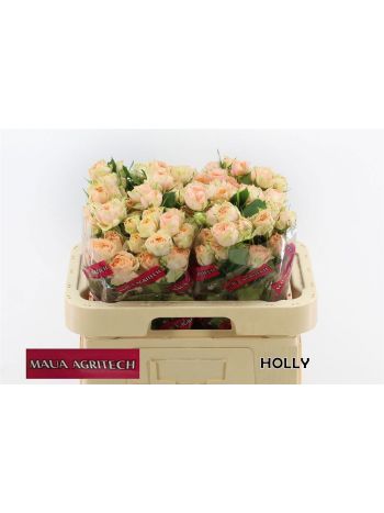R TR HOLLY 60CM