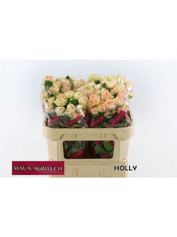 R TR HOLLY 70CM