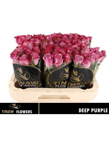 R GR5 DEEP PURPLE