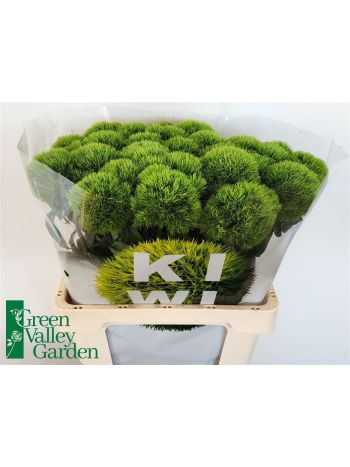 DI BARB KIWI MELLOW 60CM