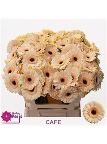 GE MI CAFE
