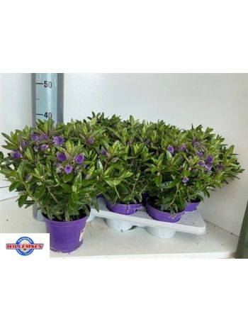 HEBE KARA LILAC KIWI AKCIO