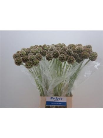 SCABIOSA STELLAT ZD