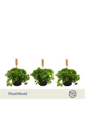 PILEA DEPRESSA