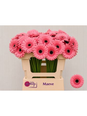 GE MI MAEVE