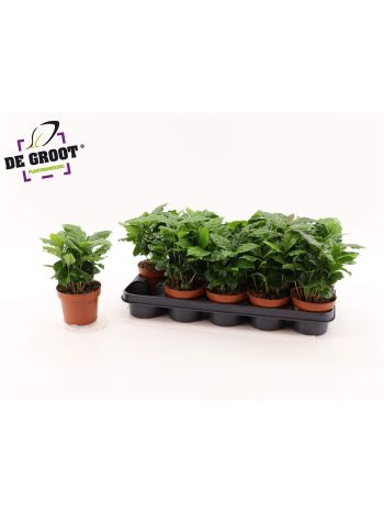 COFFEA ARABICA