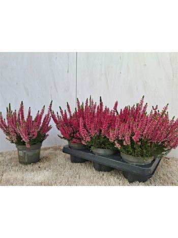 CALLU BL SABINE