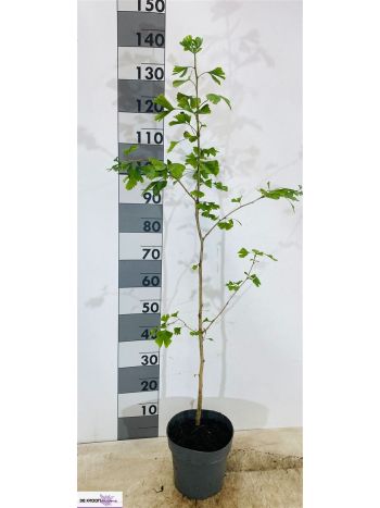 GINKGO BILOBA AKCIO