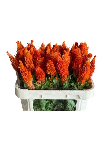 CEL P SUNDAY ORANGE 70CM