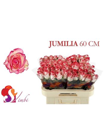 R GR JUMILIA 60CM